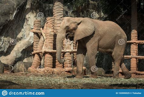 The Elephant Stock Image Image Of Body Natural Shape 153999529