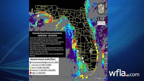 Fwc Medium High Concentrations Of Red Tide Observed In Pinellas