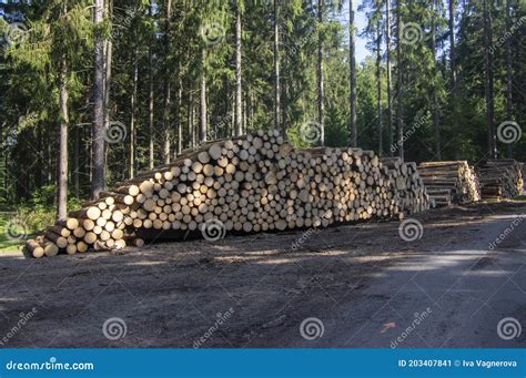 Cutting Of The Trees Bark Beetle Calamity Conifer Tree Logs Firewoods