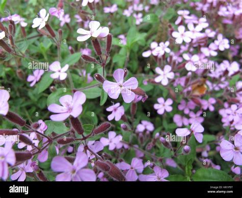 Blooming Red Soapwortsaponaria Ocymoides Stock Photo Alamy