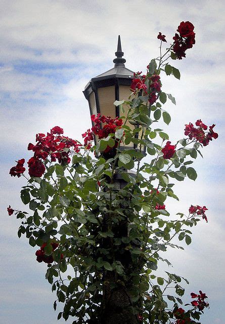 Peninsula park and rose gardens. rose gardens revisited | Rose garden portland, Oregon ...