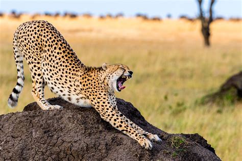 Download safari for pc for windows pc from filehorse. Luxury Kenya Flying Safari | Encompass Africa Tours