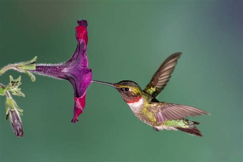 Ruby Throated Hummingbird Facts