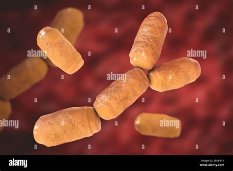 Archaea Human Intestine Prokaryote Methanobrevibacter Smithii