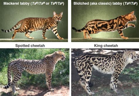 Cheetah Mutations