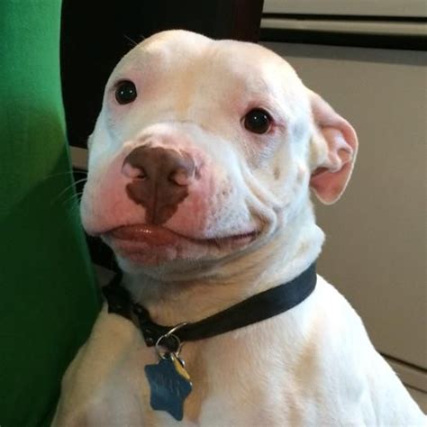 White Pitbull Dog Meme Art Jiggly
