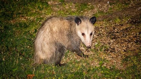 Fauna Feature Virginia Opossum Blog Pottawattamie Conservation