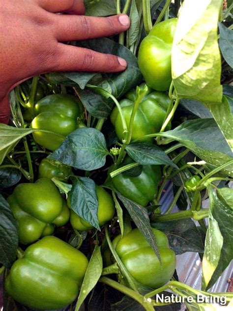How To Grow Bell Peppers In Containers Growing Bell Peppers Sweet