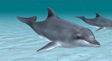 Common Bottlenose Dolphin 3d Scene Mozaik Digital Education And