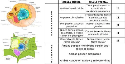 Cuadro Comparativo De Celula Animal Y Vegetal Cuadro Comparativo Porn
