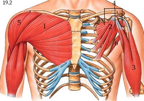 These important muscles control many motions that involve moving the arms and head — such as breathing, a vital body function, is also controlled by the muscles connected to the ribs of the chest. Lab 19: Muscles of the Chest, Shoulder and Arm