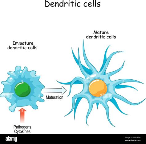 Las Células Dendríticas Son Células Que Presentan Antígenos Sistema