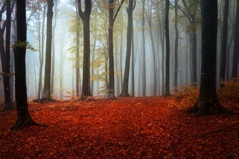 784773 4k 5k Forests Autumn Fog Trees Rare Gallery Hd Wallpapers