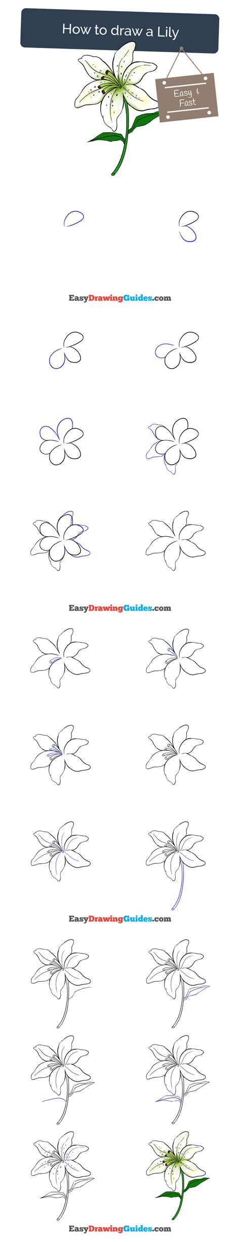 How To Draw A Lily In A Few Easy Steps Easy Drawing Guides Flower