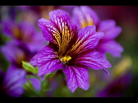 Vibrant Flower 1600x1200 Wallpaper Flickr Photo Sharing