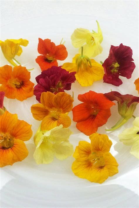 Save 50% + free shipping on orders over $50. EDIBLE FLOWERS NASTURTIUMS, 75 Fresh , Red, Burgandy ...