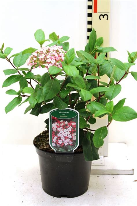 Viburnum Tinus Gwenllian — Plant Wholesale Floraccess