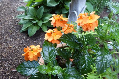 Orange Marmalade Crossandra Plants Garden Orange