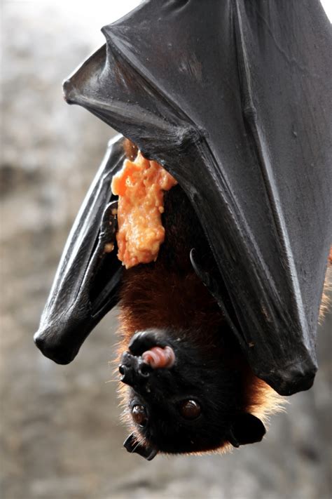 What Do Bats Eat 1 Best Revelation