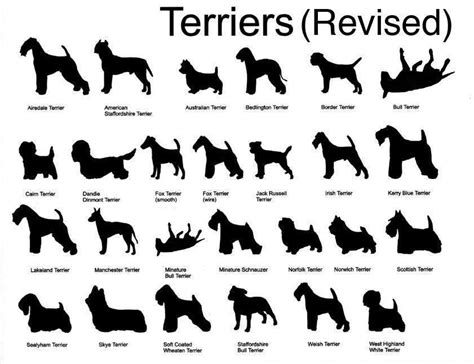 Terriers Of The World Terrier Chart Bull Terrier Funny Chien Bull