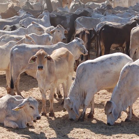 The brahman breed (also known as brahma) originated from bos indicus cattle from india, the sacred cattle of india. Positive grainfed trades on northern Brahman cattle - Beef ...