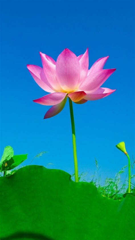 Wallpaper Iphone 7 Lotus Flower Images For Life
