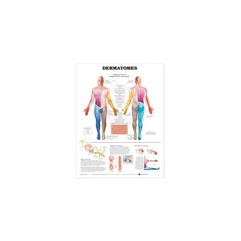 Dermatomes Anatomical Chart