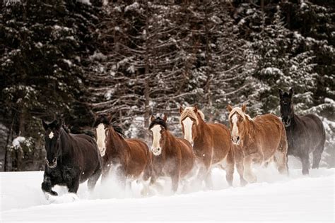 5 Of The Biggest Horse Breeds In The World