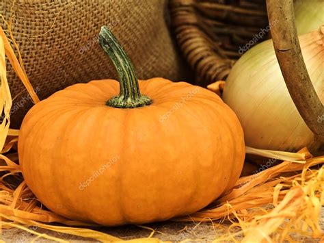 Pumpkin — Stock Photo © Srazvodovskij 1498657