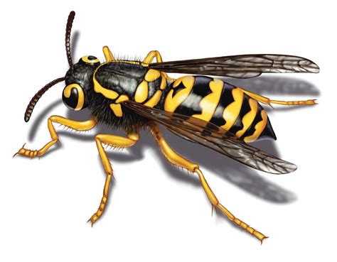 Matts Blog How To Get Rid Of Yellow Jackets In Siding Or Window Trim