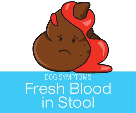 What Causes Blood In A Dogs Stool