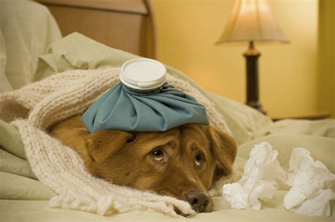 A Dog Owners Guide To Canine Influenza The Dog Flu Oakland Vet