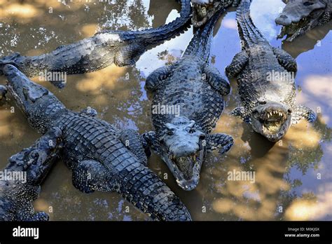 Group Of Cuban Crocodiles Crocodylus Rhombifer Image Taken In A