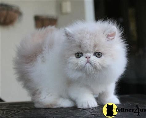 Super Cute Persian Cats