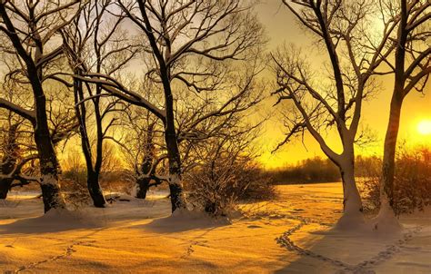 Wallpaper Winter Forest The Sun Snow Trees Traces Morning For