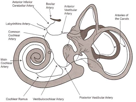 Pdf Anatomy And Physiology Of The Normal Vestibular System Semantic