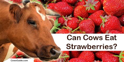Can Cows Eat Strawberries Cows Guide