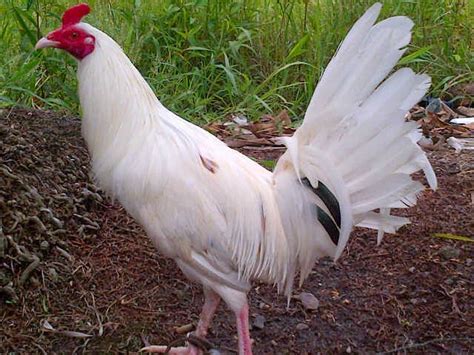 Sesuai dengan namanya ayam peru yang berarti ayam yang berasal dari negara peru. AYAM FILIPINA: Ayam Filipina