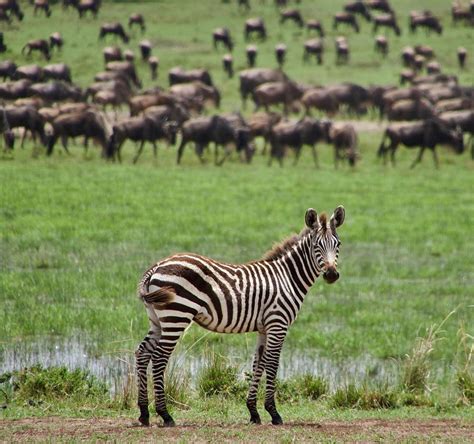 Masai Mara National Reserve Everything To Know Discover Africa Safaris