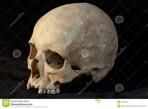 Human skull stock photo. Image of human, grave, scary - 16933216