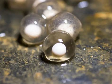 How Long Does It Take For Axolotl Eggs To Hatch Amphipedia