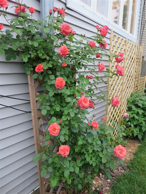 The Ci America Climbing Rose Bush In Full Glory I Can See It From