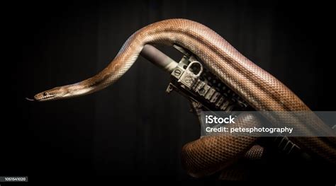 Snakes Guns Stock Photo Download Image Now Airsoft Gun Animal