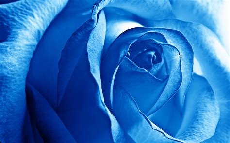 Blue Rose Wallpapers Hd Wallpapers Id 11663