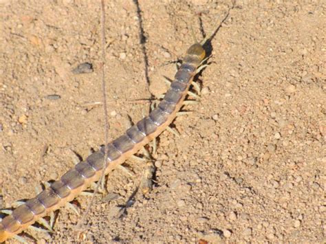 Sareptiles • View Topic Tete Northern Mozambique