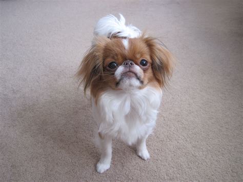 Japanese Chin Sophie Japanese Chin Dog Japanese Chin Pets