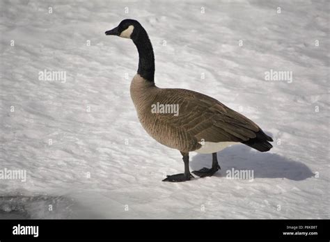 Branta Canadensis Canadian Goose Stock Photo Alamy
