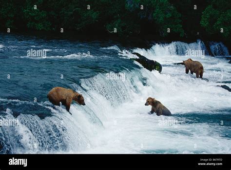Brown Bears Grizzlies At Brooks River Falls Katmai National Park