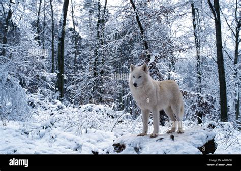 Arctic Wolf Tundra Wolf Canis Lupus Albus In Snow Covered Forest