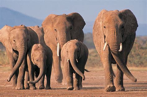 Download Animal African Bush Elephant Hd Wallpaper